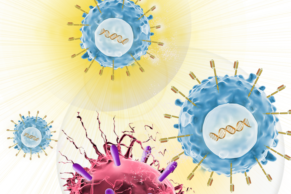 CAR T-Cells attack a cancer cell.